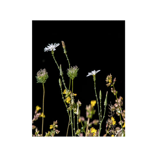Wildflowers against a black background. Minimalist Flower Print with Arizona Desert Canyon Wildflowers