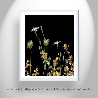 Minimalist Flower Print with Arizona Desert Canyon Wildflowers