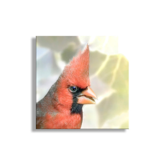 Red Cardinal Bird Art on Square Print as Bright Spring Nature Decor