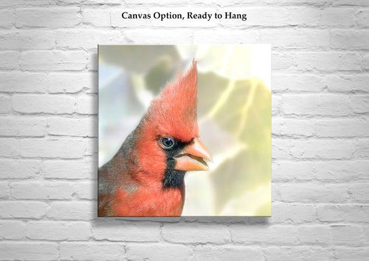 Red Cardinal Bird Art on Square Print as Bright Spring Nature Decor