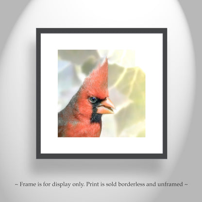 Red Cardinal Bird Art on Square Print as Bright Spring Nature Decor
