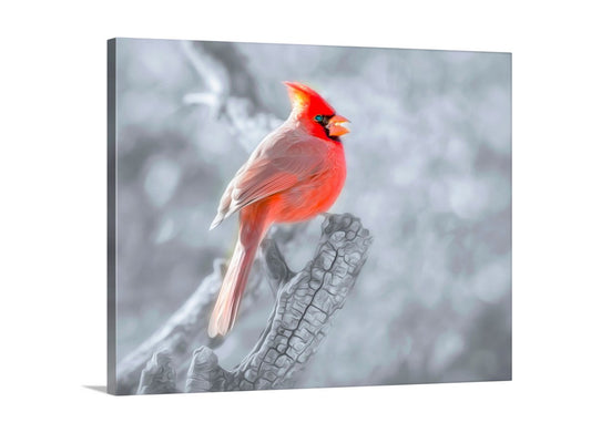 Red Cardinal Bird Photography in Winter by Murray Bolesta