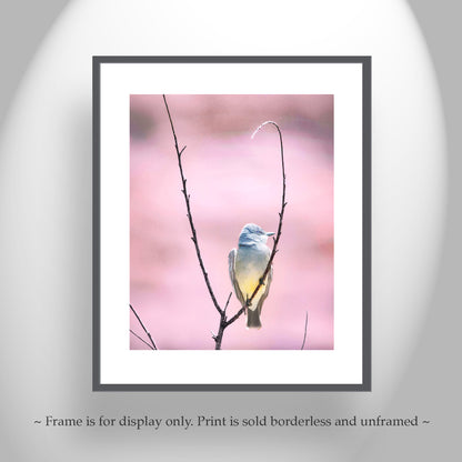 Cassins Kingbird Wall Art as Minimalist Home Decor