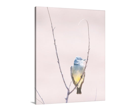 Cassins Kingbird Wall Art as Minimalist Home Decor