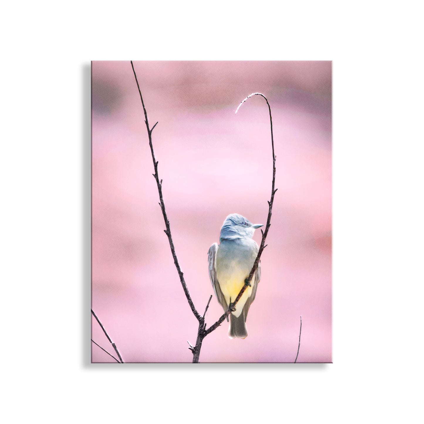 Cassin's Kingbird Wall Art - Arizona Minimalist Bird Home Decor