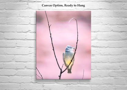 Cassin's Kingbird Wall Art - Arizona Minimalist Bird Home Decor