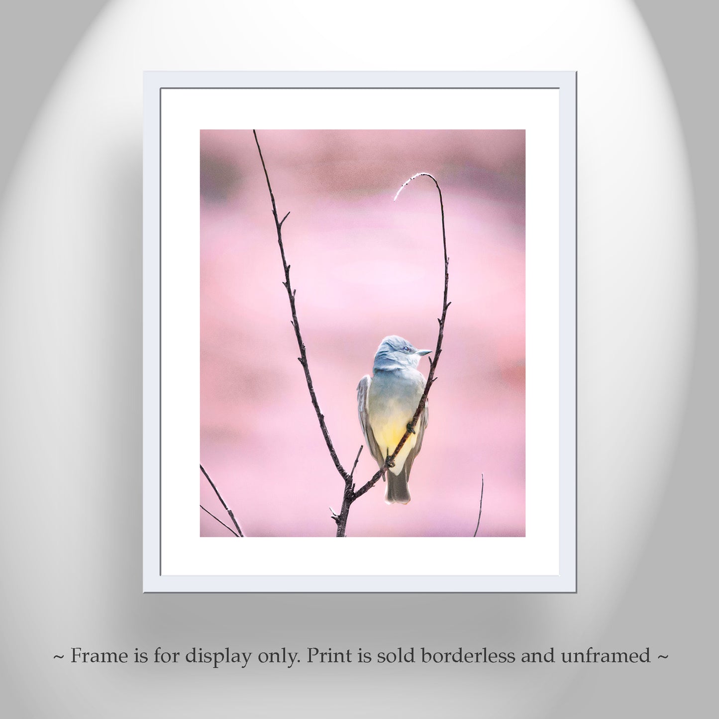 Cassin's Kingbird Wall Art - Arizona Minimalist Bird Home Decor