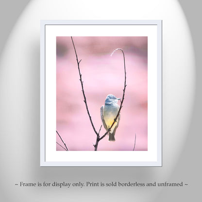 Cassin's Kingbird Wall Art - Arizona Minimalist Bird Home Decor