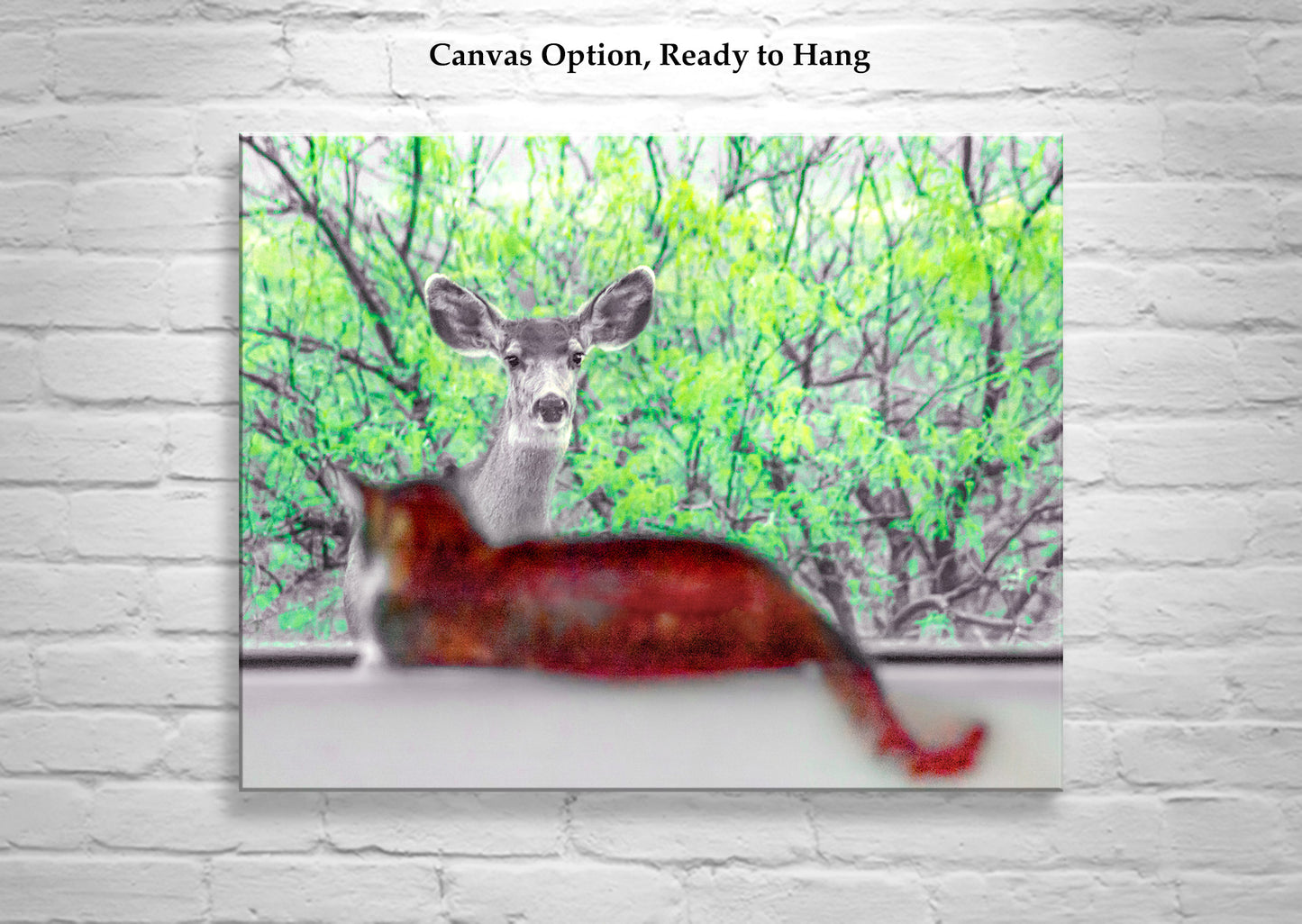 Wildlife Photography with Wild Deer and House Cat | Tucson Arizona