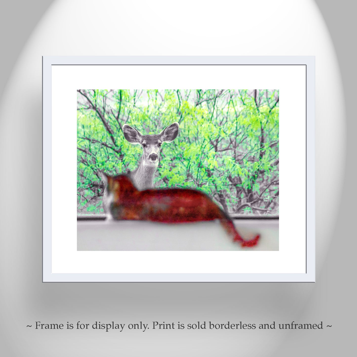 Wildlife Photography with Wild Deer and House Cat | Tucson Arizona