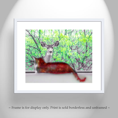 Wildlife Photography with Wild Deer and House Cat | Tucson Arizona
