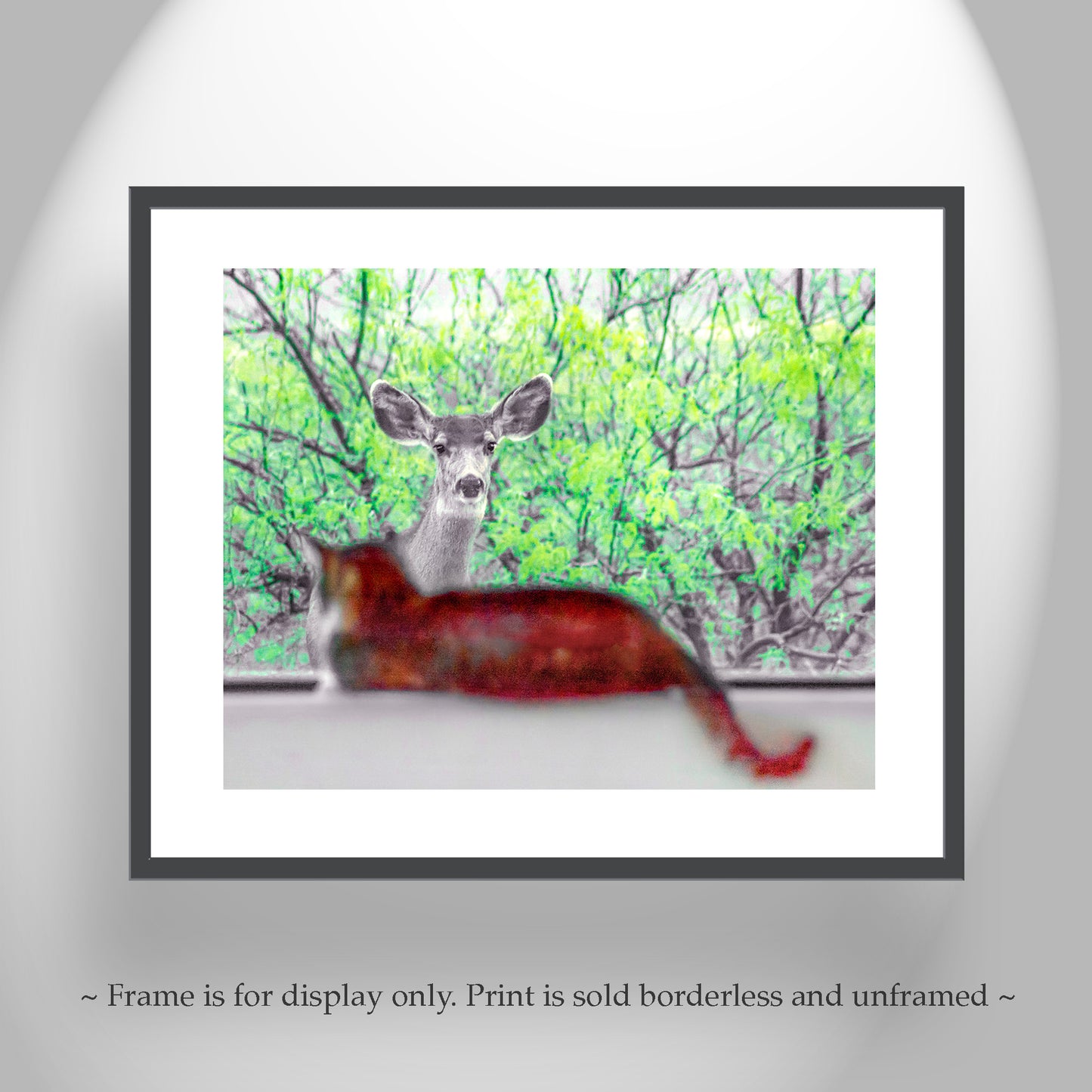 Wildlife Photography with Wild Deer and House Cat | Tucson Arizona