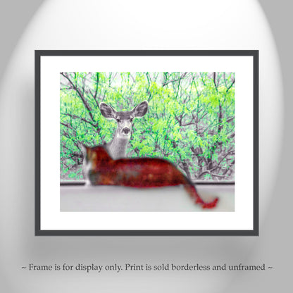 Wildlife Photography with Wild Deer and House Cat | Tucson Arizona