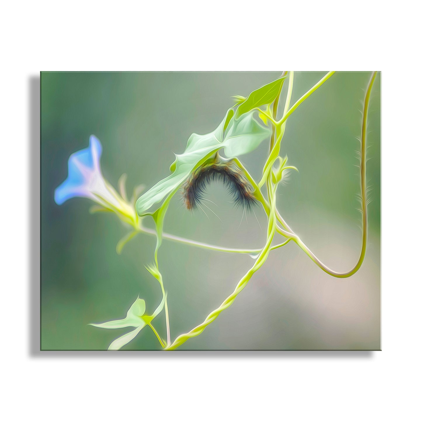 My cute caterpillar art for the lover of all things natural! Artfully rendered by me, I captured this splendid scene in the lush Madera Canyon of the Santa Rita Mountains, borderlands Arizona, planet Earth. Original, unique signed art by Murray Bolesta!