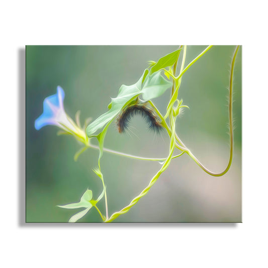 My cute caterpillar art for the lover of all things natural! Artfully rendered by me, I captured this splendid scene in the lush Madera Canyon of the Santa Rita Mountains, borderlands Arizona, planet Earth. Original, unique signed art by Murray Bolesta!