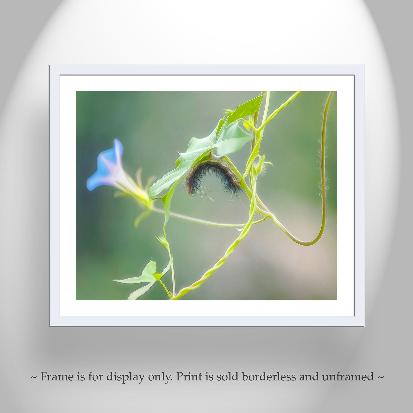Caterpillar and Arizona Wildflower as Nature Wall Art