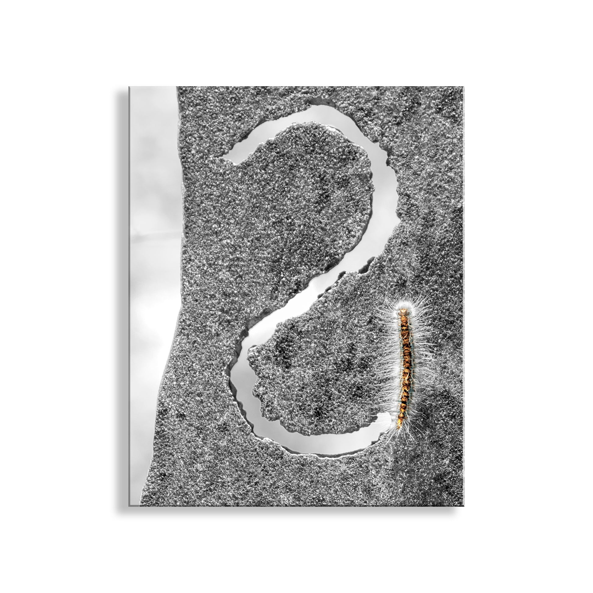 Abstract art piece with a wavy line on a textured gray background.My unique insect art for the lover of all things caterpillar! I captured this scene while high in the wilds of Mt. Wrightson, Santa Rita Mountains, near the Arizona-Mexico border, planet Earth.&nbsp; Original, unique signed art by Murray Bolesta!