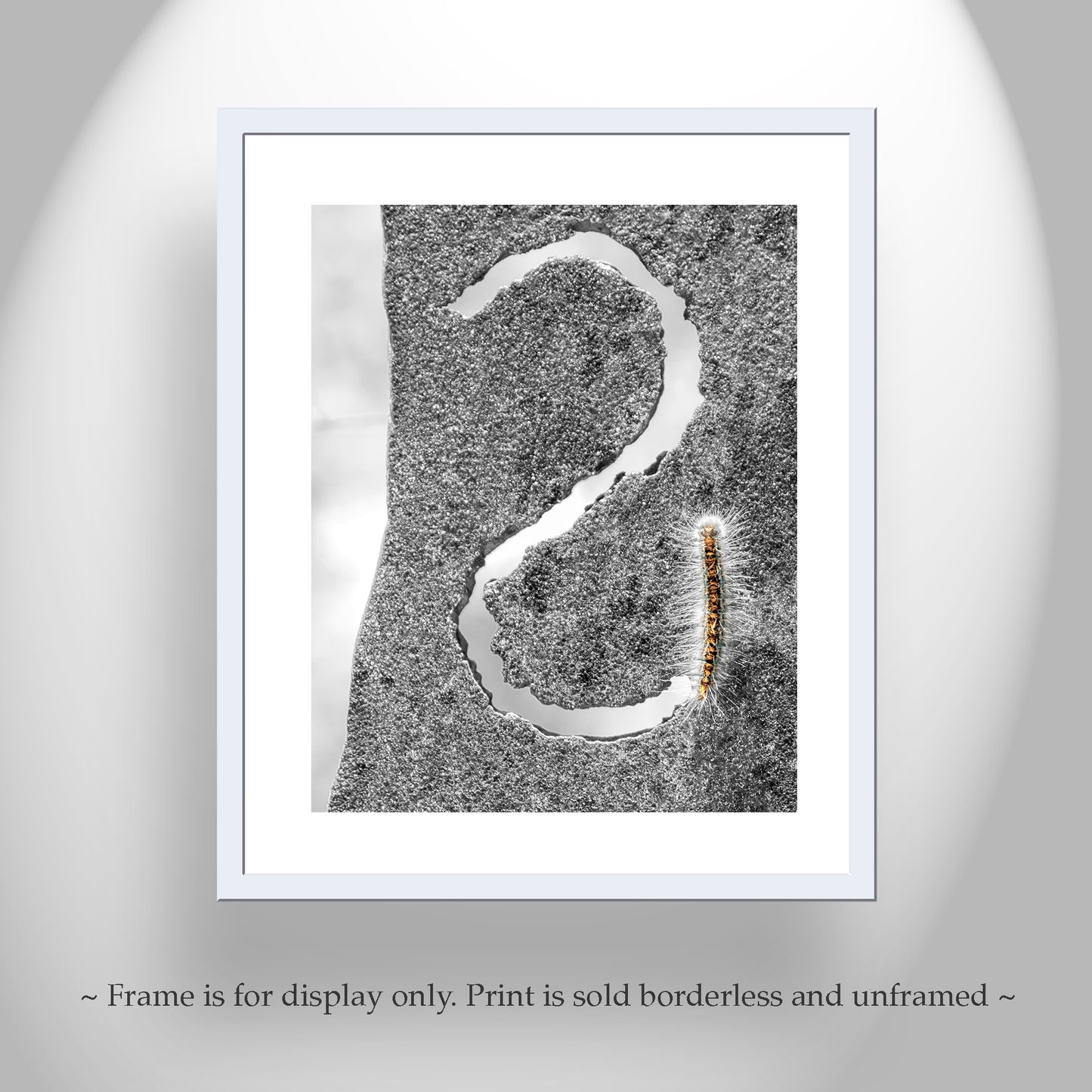 Insect Photography with Cute Caterpillar as Nature Wall Art at Tucson Arizona