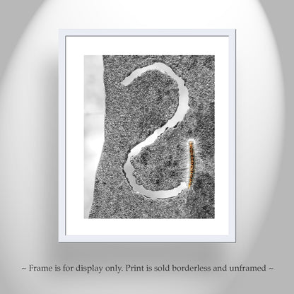 Insect Photography with Cute Caterpillar as Nature Wall Art at Tucson Arizona