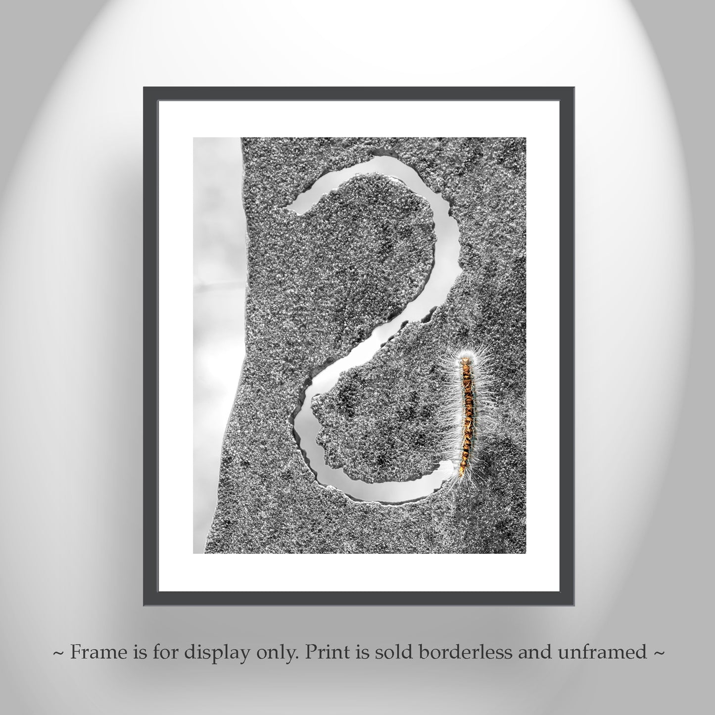 Insect Photography with Cute Caterpillar as Nature Wall Art at Tucson Arizona