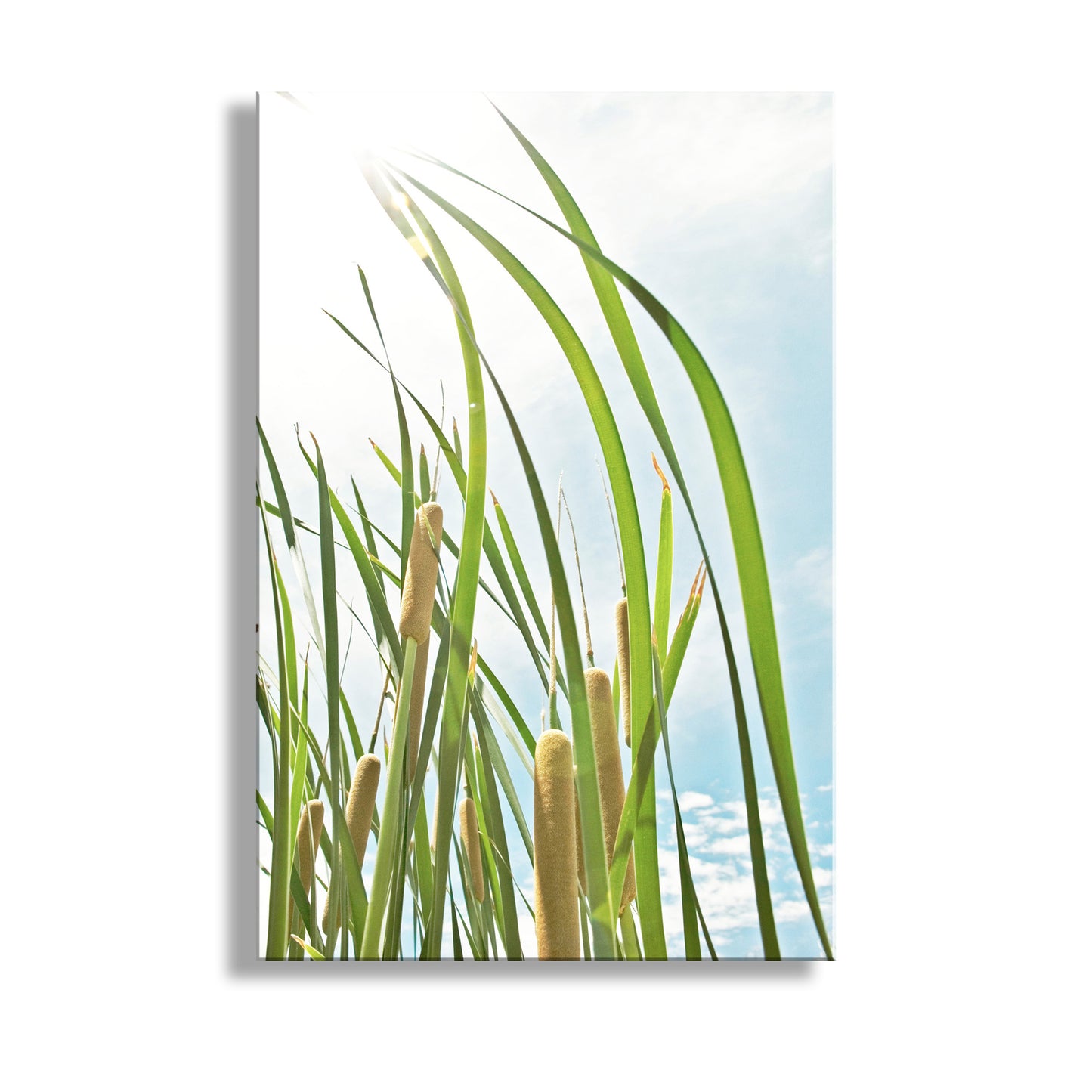 Art print of green reeds against a blue sky with white clouds. Graceful Pastel Reeds Nature Photography in Arizona Canyon Wetlands Cienega