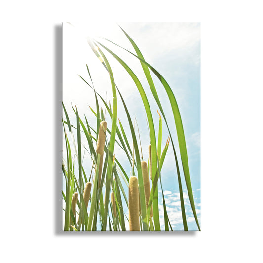 Art print of green reeds against a blue sky with white clouds. Graceful Pastel Reeds Nature Photography in Arizona Canyon Wetlands Cienega