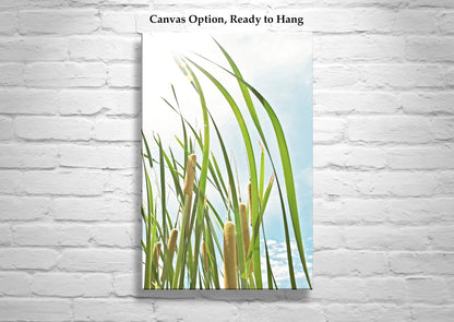 Pastel Reeds Nature Photography in Arizona Canyon Wetlands Cienega