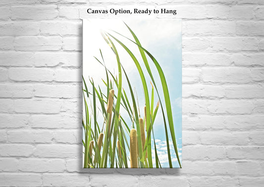 Pastel Reeds Nature Photography in Arizona Canyon Wetlands Cienega