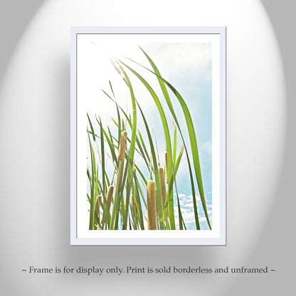 Pastel Reeds Nature Photography in Arizona Canyon Wetlands Cienega