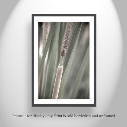 Reeds and Cattails Set of 2 Prints | Arizona Wetlands Nature Photography