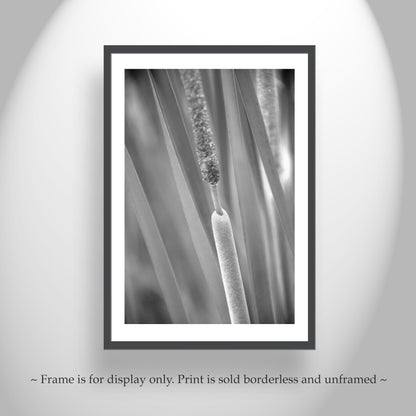 Reeds & Cattails Set of 2 B&W Prints | Arizona Wetlands Nature Photos