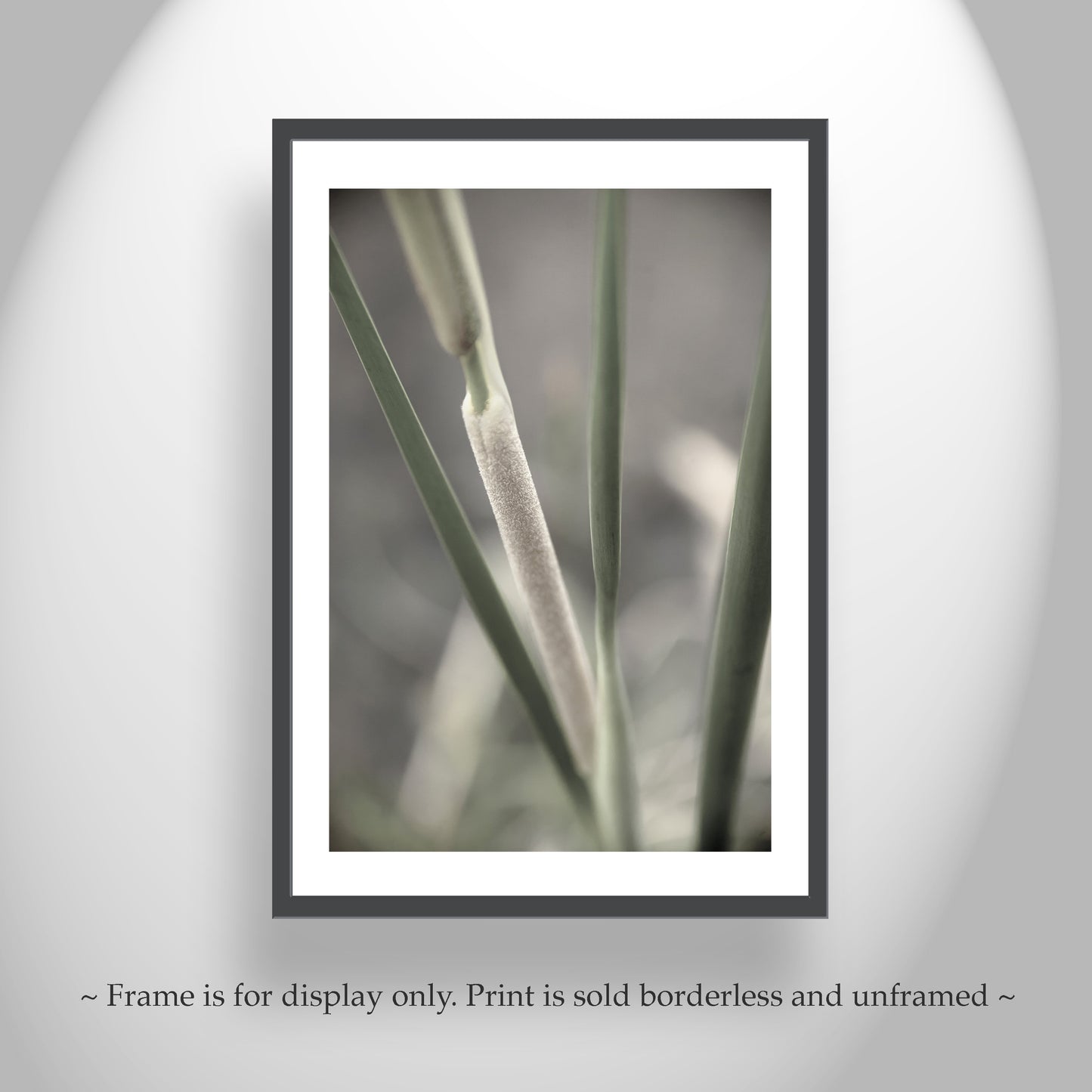 Reeds and Cattails Set of 2 Prints | Arizona Wetlands Nature Photography