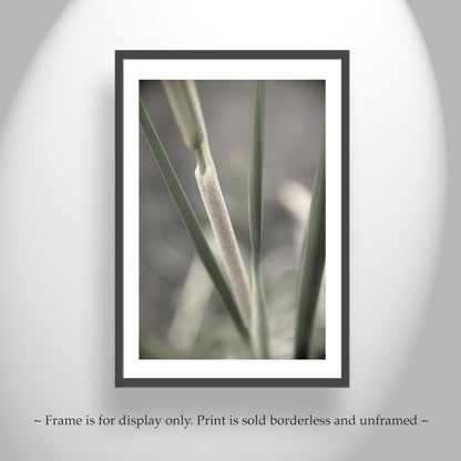 Reeds and Cattails Set of 2 Prints | Arizona Wetlands Nature Photography