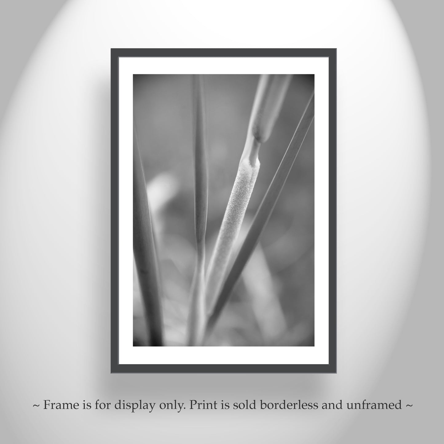 Reeds & Cattails Set of 2 B&W Prints | Arizona Wetlands Nature Photos