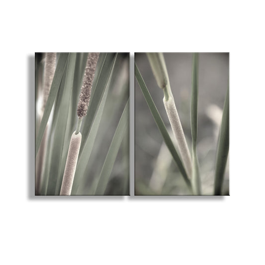 Close-up of plant leaves with a soft focus effect on a white background. Reeds and Cattails Set of 2 Prints | Wetlands Nature Photography
