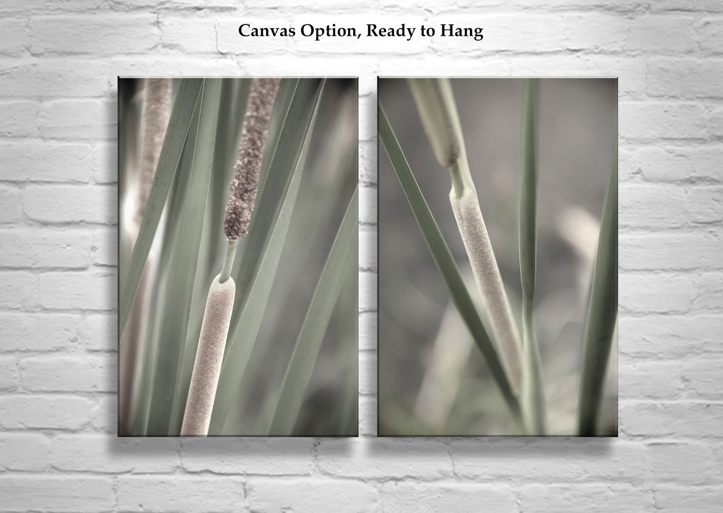 Reeds and Cattails Set of 2 Prints | Arizona Wetlands Nature Photography