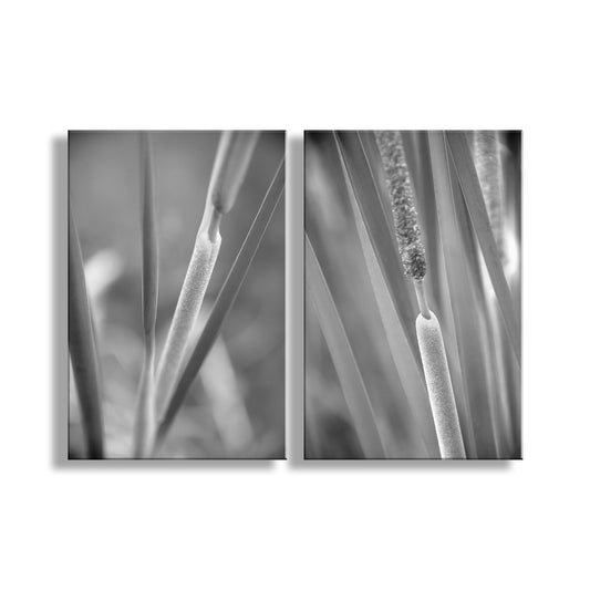 Two black and white botanical images of plant structures on a white background. Reeds & Cattails Set of 2 B&W Prints | Arizona Wetlands Nature Photos