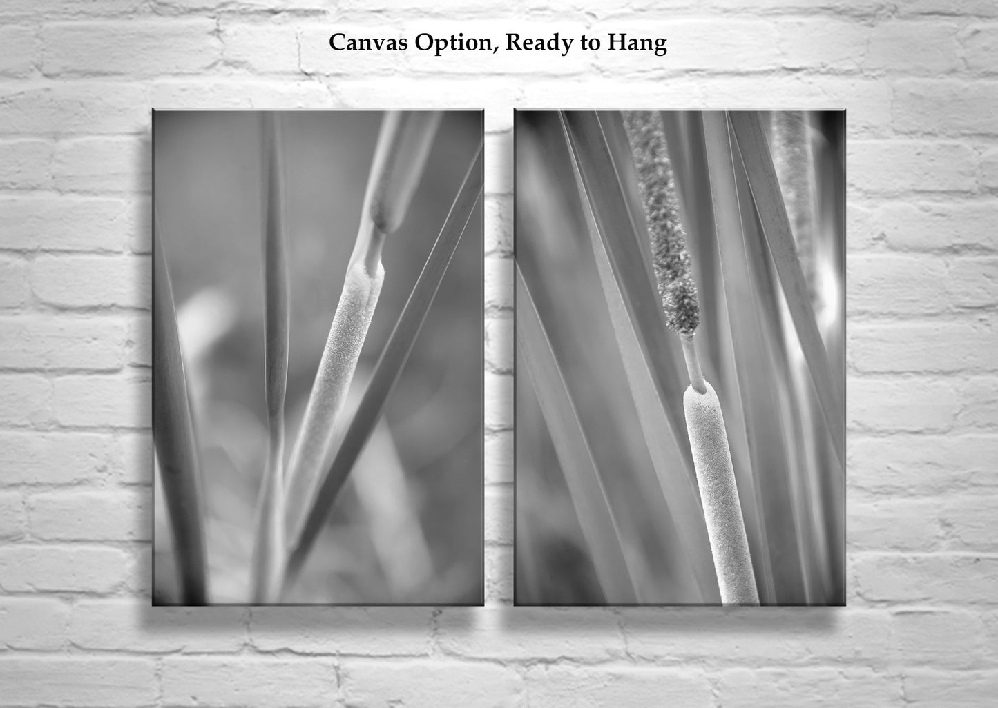 Reeds & Cattails Set of 2 B&W Prints | Arizona Wetlands Nature Photos