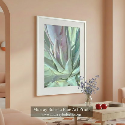 Close-up of a succulent plant with pink center on a white background. Desert Agave Wall Decor in Pastel | Tucson Arizona Botanical Art Print by Murray Bolesta