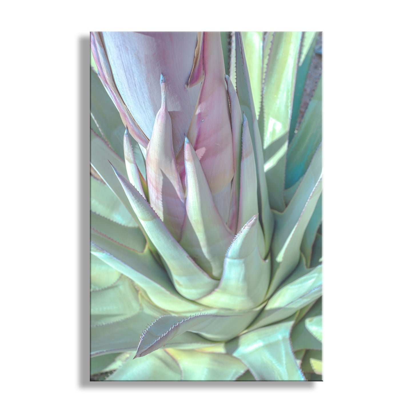 Close-up of a succulent plant with pink center on a white background. Desert Agave Wall Decor in Pastel | Tucson Arizona Botanical Art Print