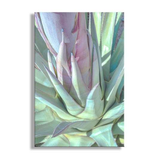 Close-up of a succulent plant with pink center on a white background. Desert Agave Wall Decor in Pastel | Tucson Arizona Botanical Art Print