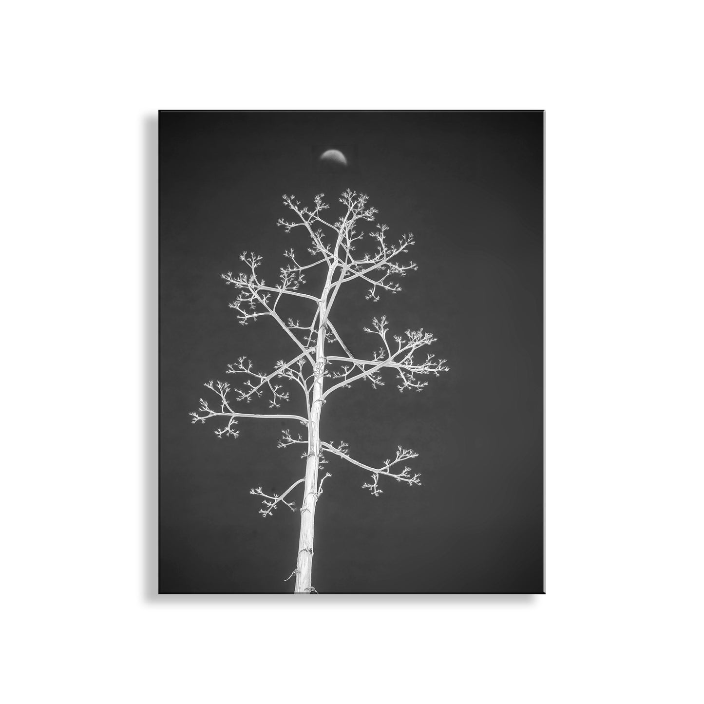 Black and white image of a tree against a dark background with a moon visible. Agave Art Print in Surreal Black and White with Arizona Desert Moon