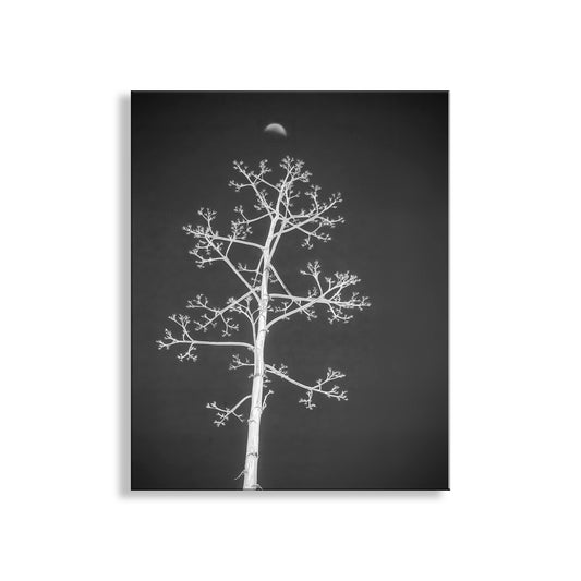 Black and white image of a tree against a dark background with a moon visible. Agave Art Print in Surreal Black and White with Arizona Desert Moon