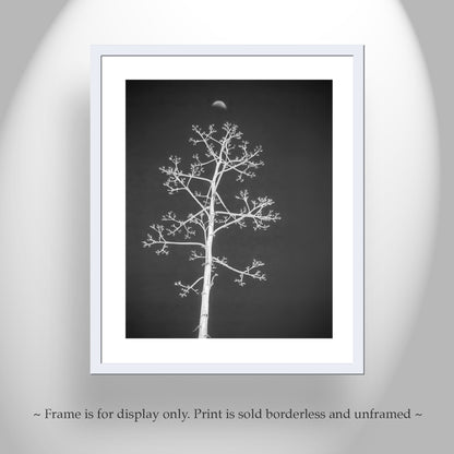 Agave Art Print in Surreal Black and White with Arizona Desert Moon