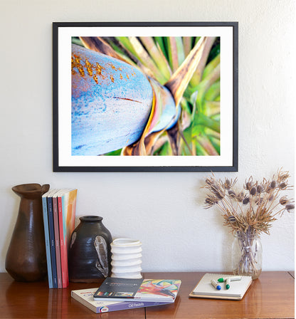 Blue Agave Century Plant Photo | Tucson Arizona Nature Print