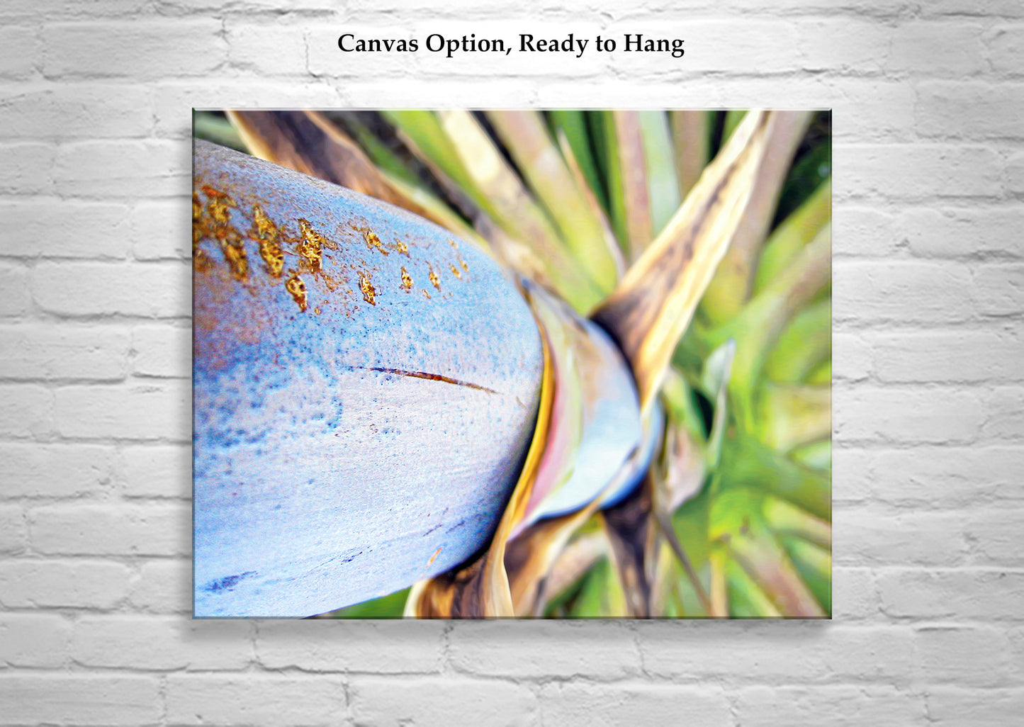 Blue Agave Century Plant Photo | Tucson Arizona Nature Print