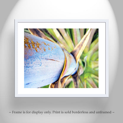 Blue Agave Century Plant Photo | Tucson Arizona Nature Print