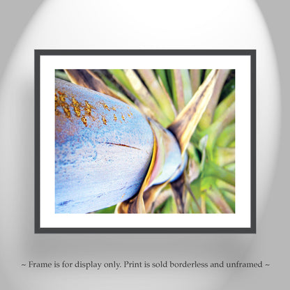 Blue Agave Century Plant Photo | Tucson Arizona Nature Print