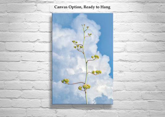 Desert Agave Pastel Art with Arizona Century Plant and Clouds