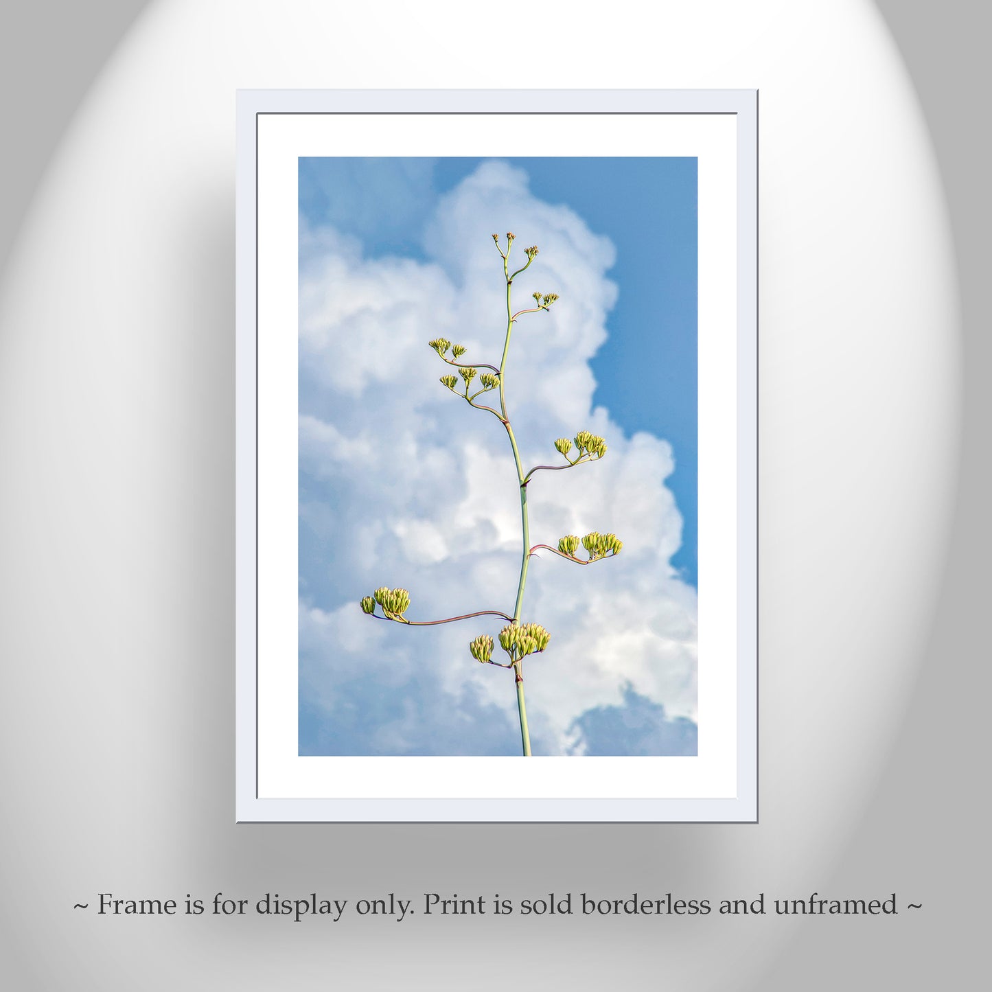 Desert Agave Pastel Art with Arizona Century Plant and Clouds